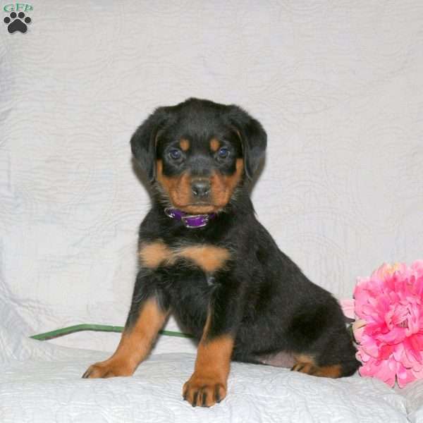 Junie, Rottweiler Puppy