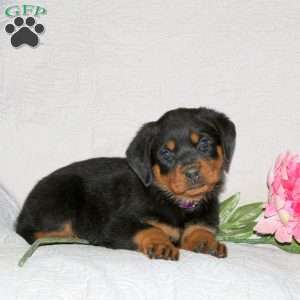 Junie, Rottweiler Puppy