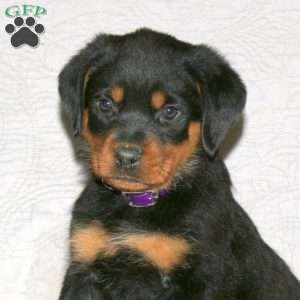 Junie, Rottweiler Puppy