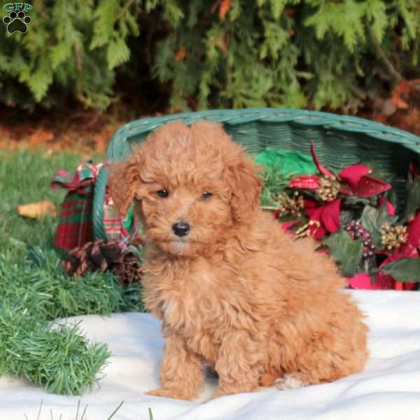 Juniper, Mini Labradoodle Puppy