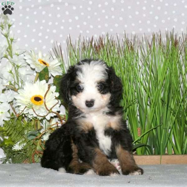 Juniper, Mini Bernedoodle Puppy