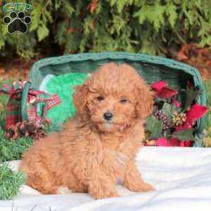 Juniper, Mini Labradoodle Puppy
