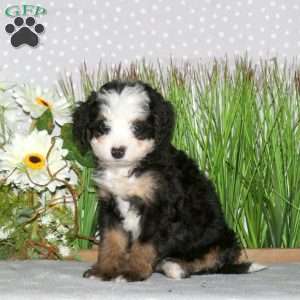 Juniper, Mini Bernedoodle Puppy