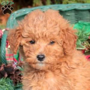 Juniper, Mini Labradoodle Puppy