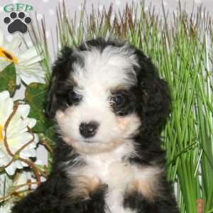 Juniper, Mini Bernedoodle Puppy