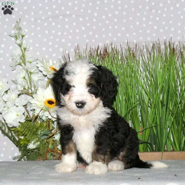 Juno, Mini Bernedoodle Puppy