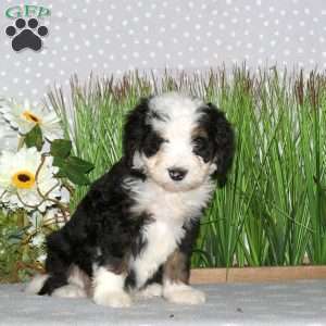 Juno, Mini Bernedoodle Puppy