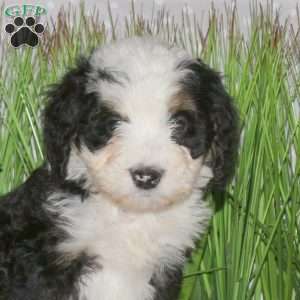 Juno, Mini Bernedoodle Puppy