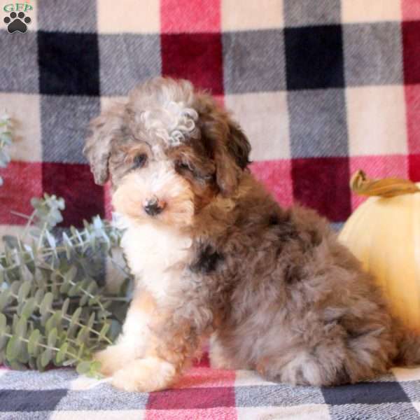Justin, Mini Bernedoodle Puppy