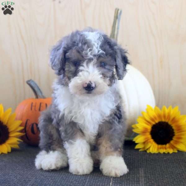 Justin, Mini Bernedoodle Puppy