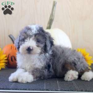 Justin, Mini Bernedoodle Puppy