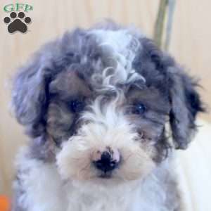 Justin, Mini Bernedoodle Puppy