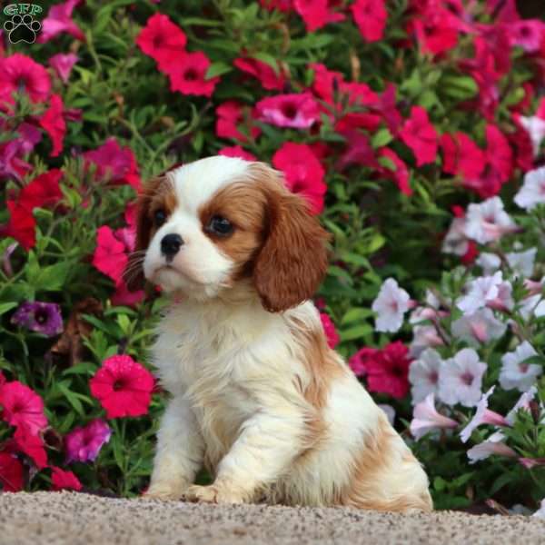 Justin, Cavalier King Charles Spaniel Puppy