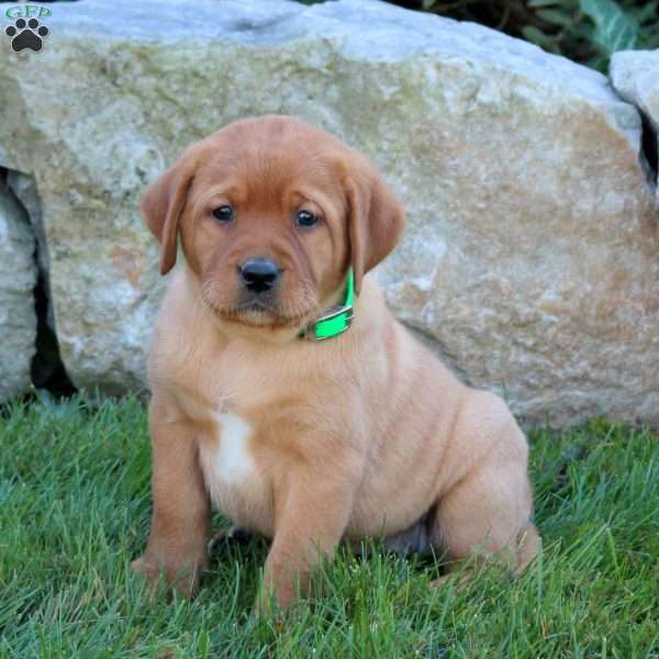 Kacey, Fox Red Labrador Retriever Puppy