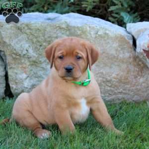 Kacey, Fox Red Labrador Retriever Puppy
