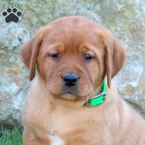 Kacey, Fox Red Labrador Retriever Puppy