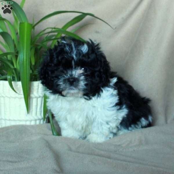Kade, Shih-Poo Puppy