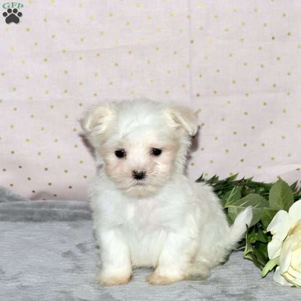 Kade, Maltese Puppy
