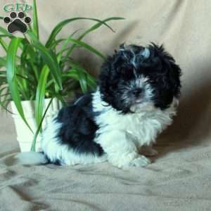 Kade, Shih-Poo Puppy