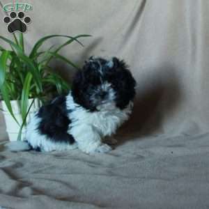 Kade, Shih-Poo Puppy