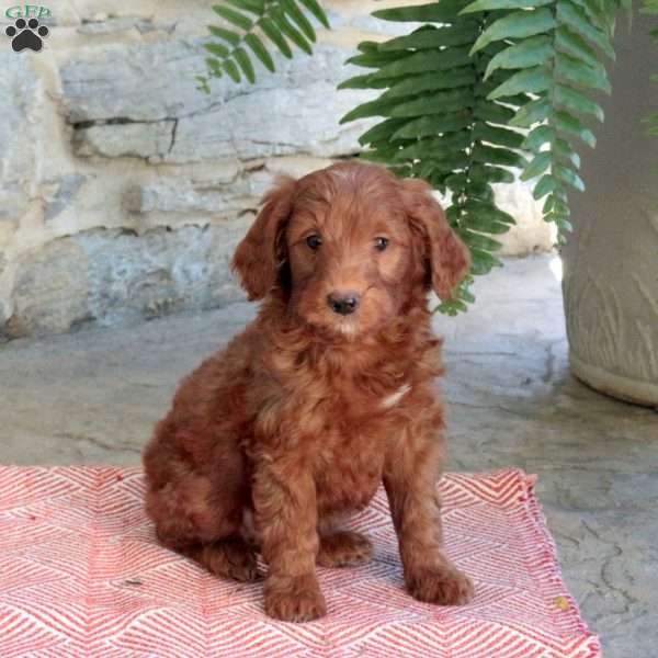 Kaden, Mini Goldendoodle Puppy