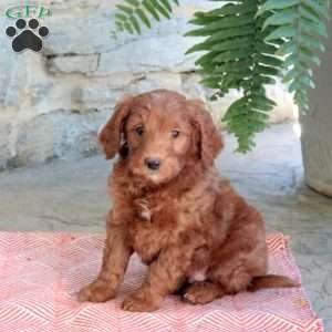 Kaden, Mini Goldendoodle Puppy