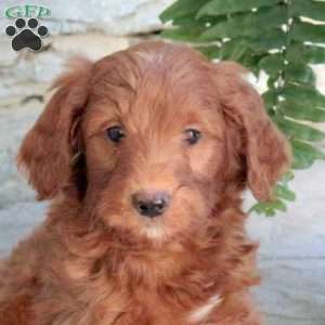 Kaden, Mini Goldendoodle Puppy