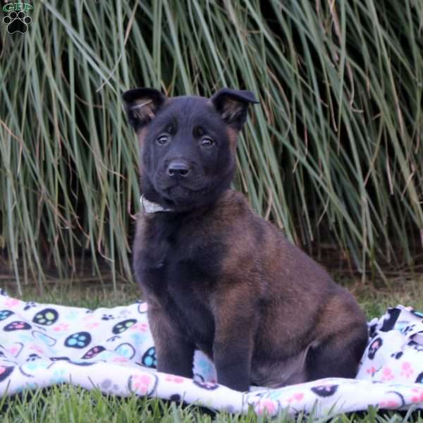 Kai, Belgian Malinois Puppy
