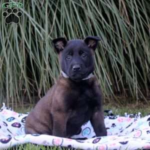 Kai, Belgian Malinois Puppy