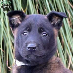 Kai, Belgian Malinois Puppy