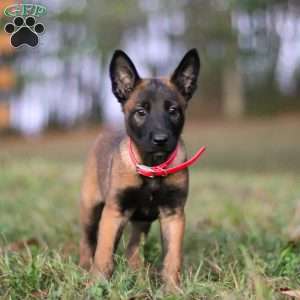 Kaia, Belgian Malinois Puppy