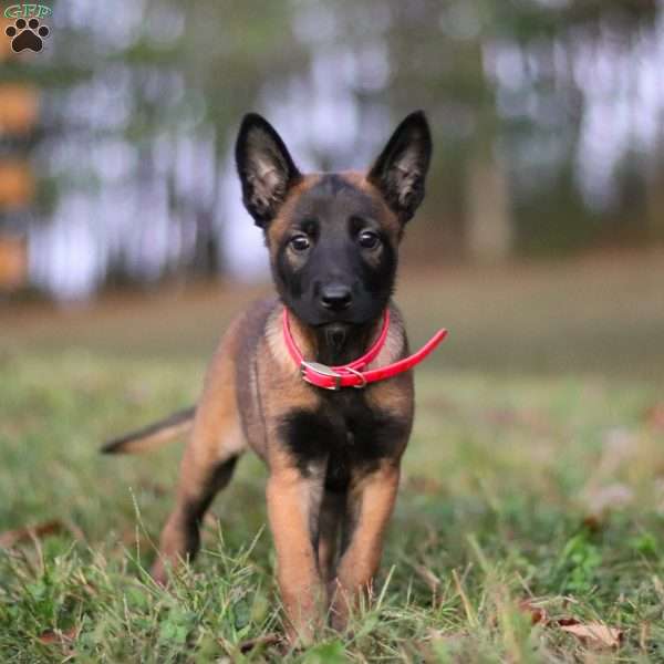 Kaia, Belgian Malinois Puppy