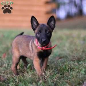 Kaia, Belgian Malinois Puppy