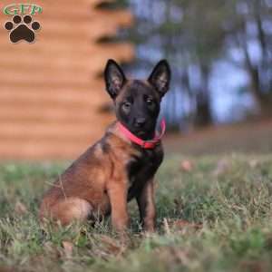 Kaia, Belgian Malinois Puppy