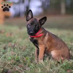 Kaia, Belgian Malinois Puppy
