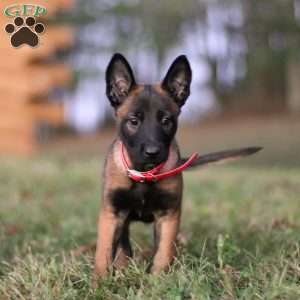 Kaia, Belgian Malinois Puppy