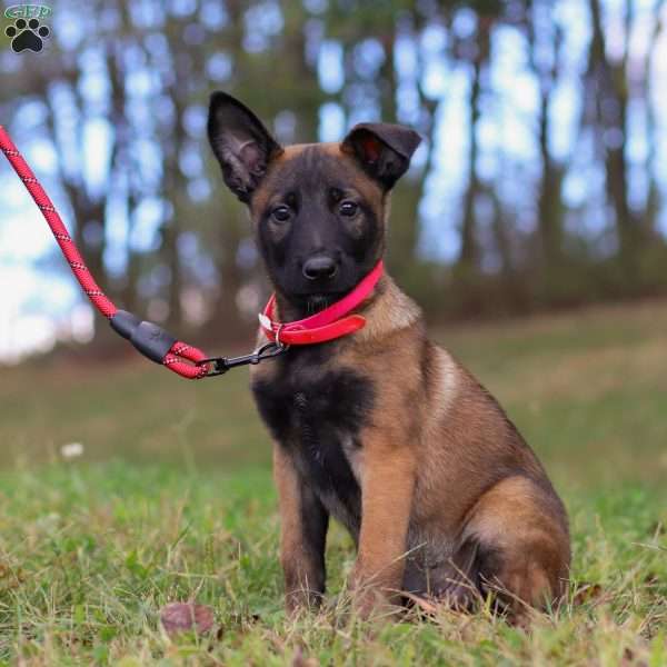 Kaia, Belgian Malinois Puppy