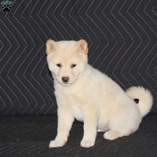 Kaito, Shiba Inu Puppy