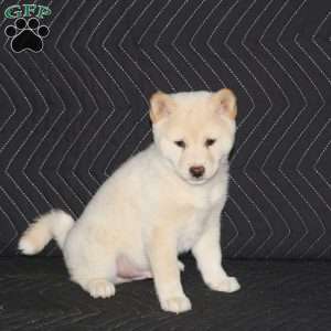 Kaito, Shiba Inu Puppy