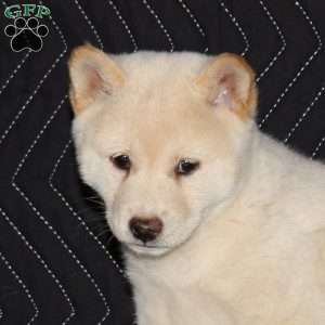 Kaito, Shiba Inu Puppy