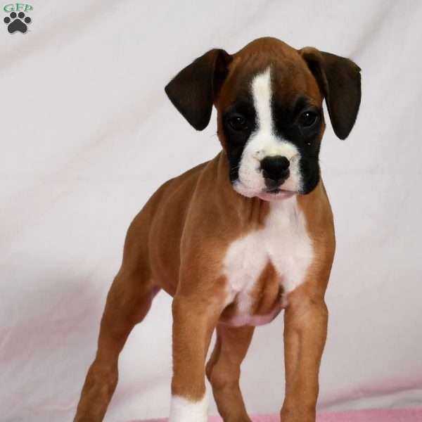 Kalea, Boxer Puppy