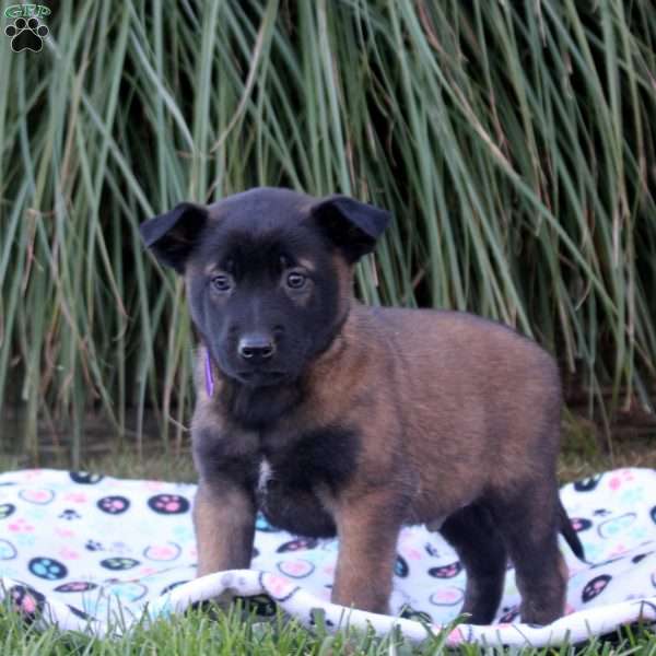 Kaleb, Belgian Malinois Puppy