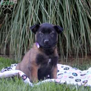 Kaleb, Belgian Malinois Puppy
