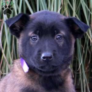 Kaleb, Belgian Malinois Puppy