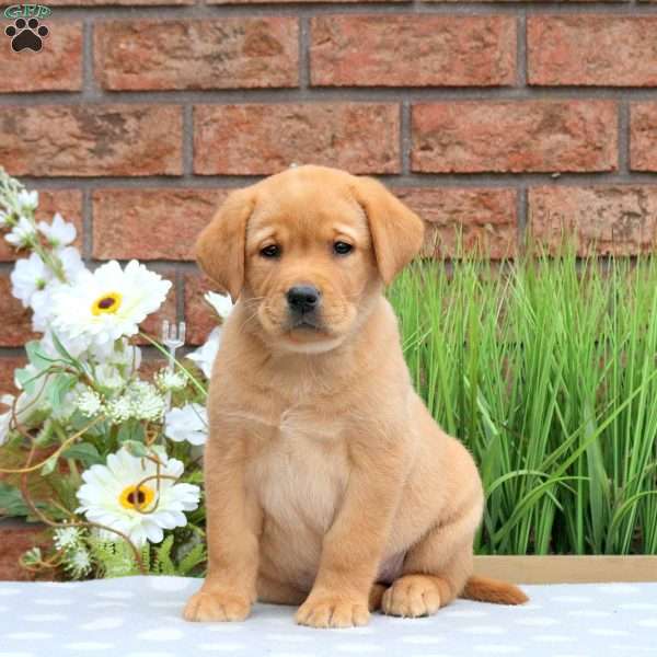 Kali, Yellow Labrador Retriever Puppy