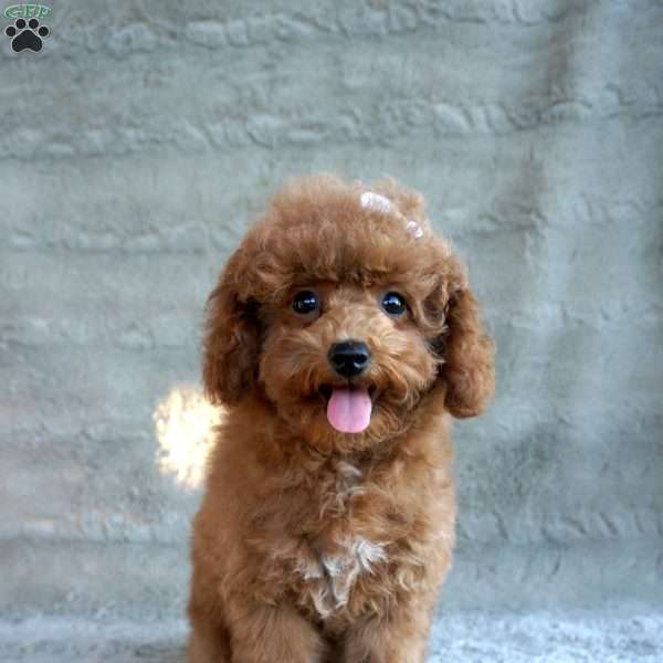 Kallie, Miniature Poodle Puppy