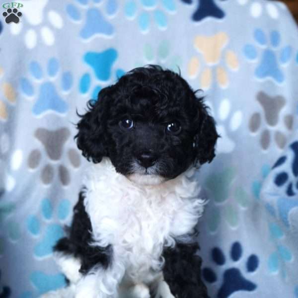 Kandy, Cavapoo Puppy