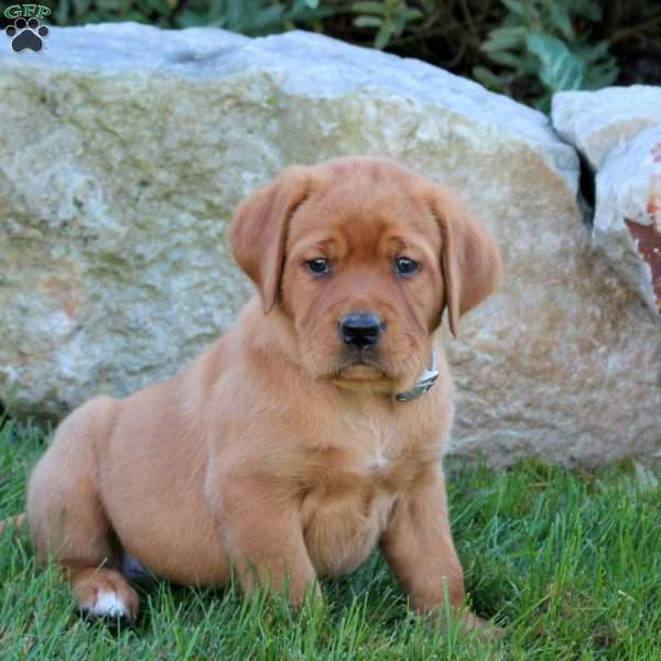 Kane, Fox Red Labrador Retriever Puppy