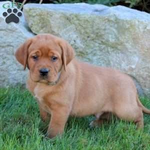 Kane, Fox Red Labrador Retriever Puppy