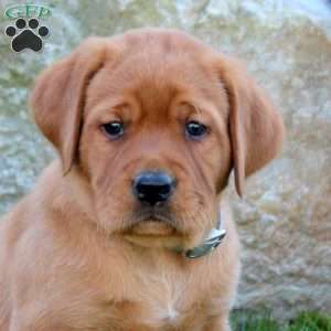 Kane, Fox Red Labrador Retriever Puppy